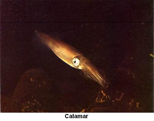 Calamar.jpg