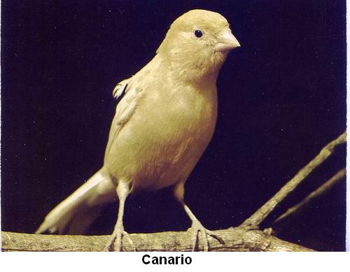 Canario.jpg
