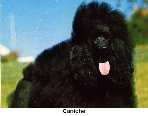 Caniche.jpg