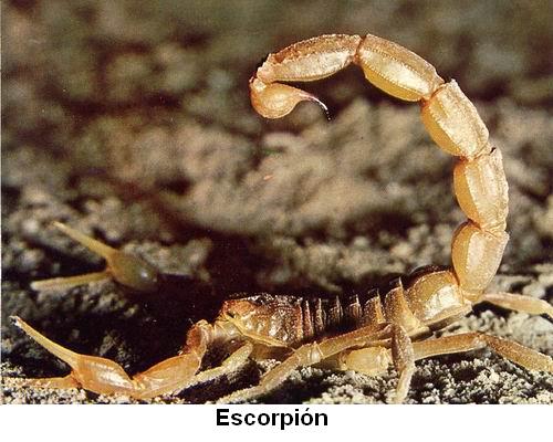Escorpión.jpg