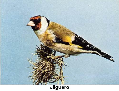 Jilguero.jpg