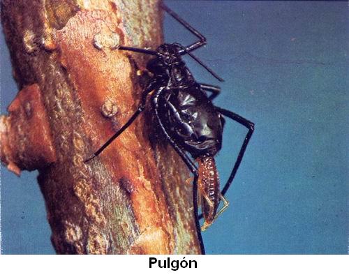 Pulgón.jpg