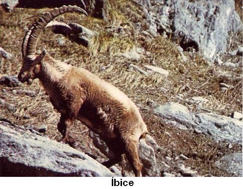 Íbice.jpg