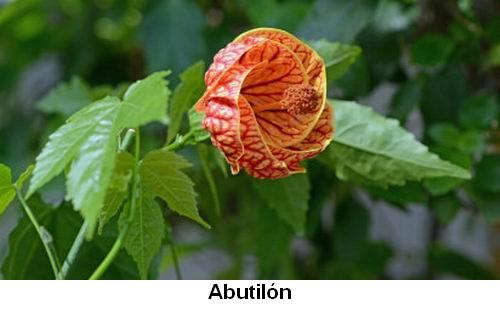 Abutilón.jpg