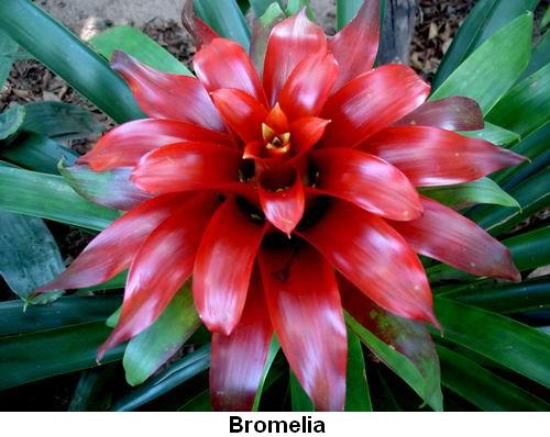 Bromelia.jpg