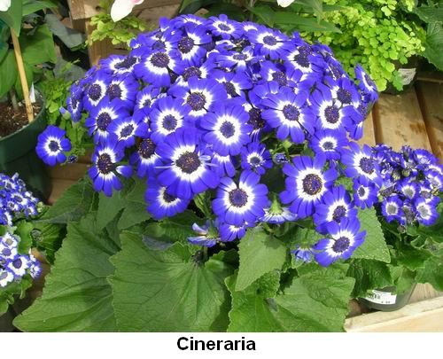 Cineraria.jpg