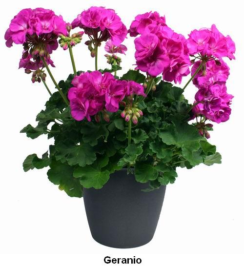 Geranio.jpg