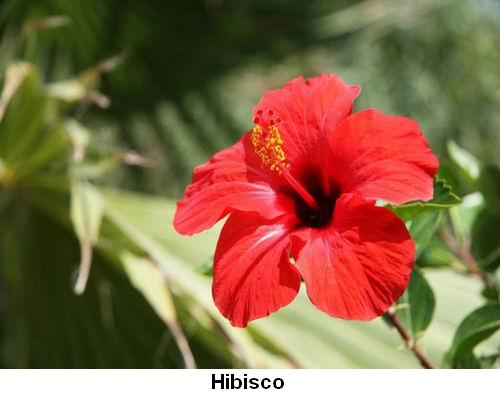 Hibisco.jpg