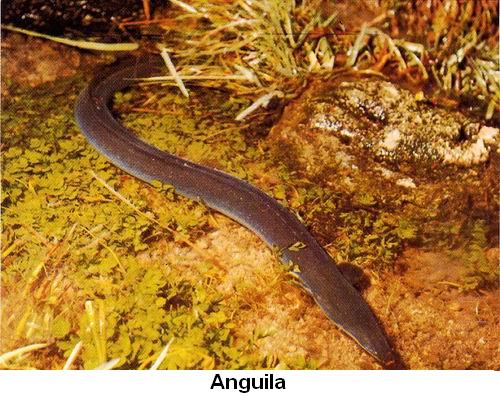 Anguila.jpg