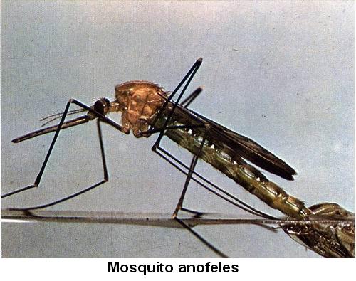 Anofeles.jpg