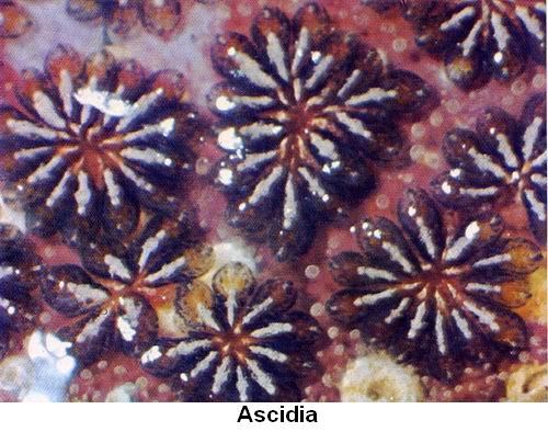 Ascidia.jpg