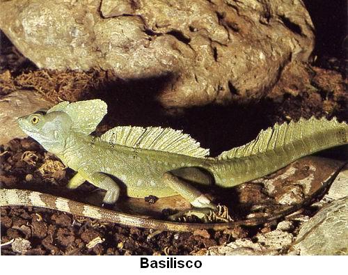 Basilisco.jpg