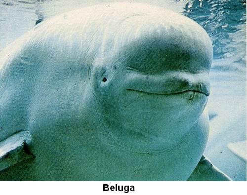 Beluga.jpg