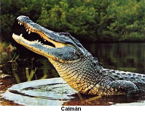 Caimán.jpg
