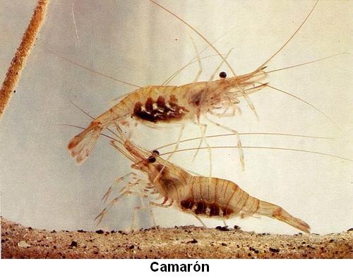 Camarón.jpg