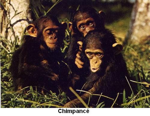 Chimpancé.jpg