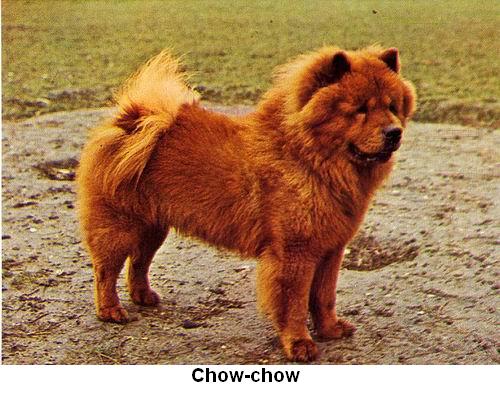 Chow-chow.jpg