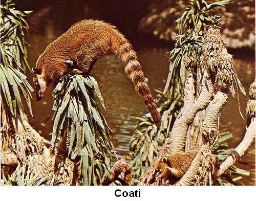 Coatí.jpg