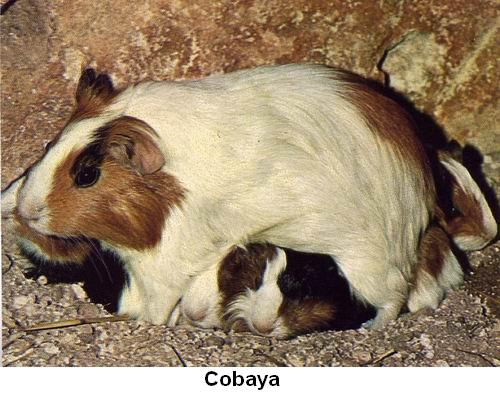 Cobaya.jpg