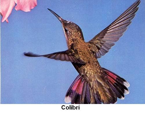Colibrí.jpg