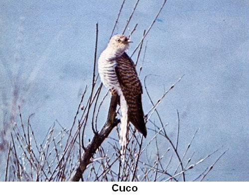 Cuco.jpg