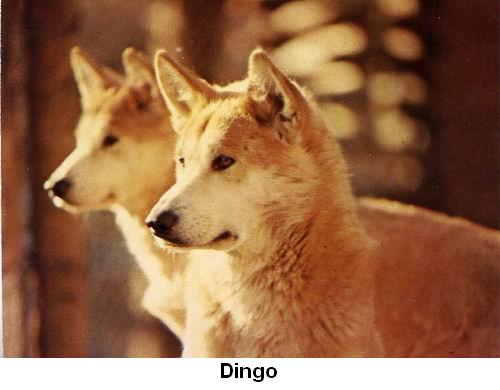 Dingo.jpg
