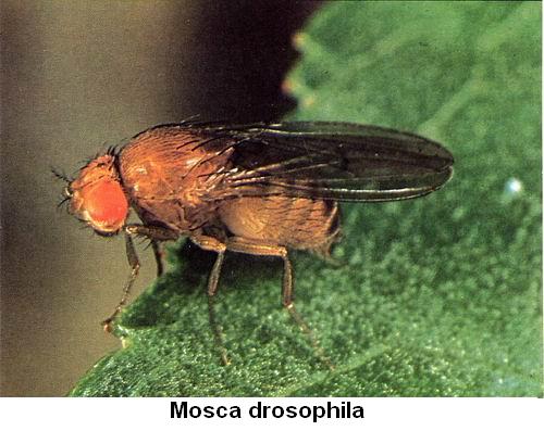 Drosophila.jpg