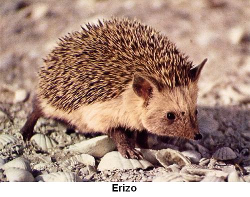 Erizo.jpg