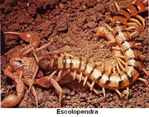 Escolopendra.jpg