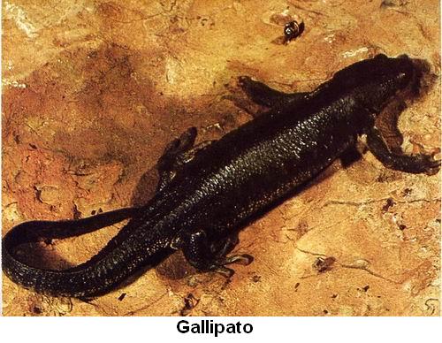Gallipato.jpg