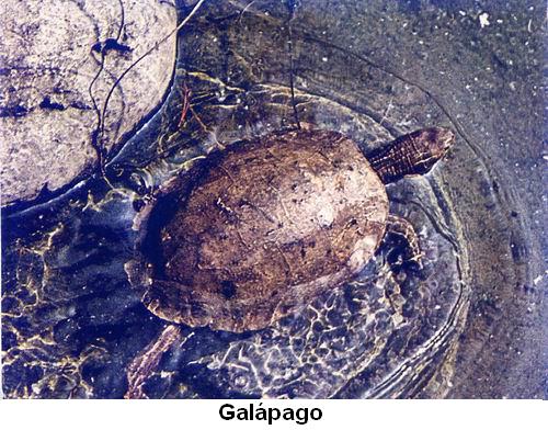 Galápago.jpg