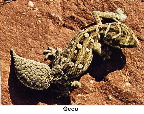 Geco.jpg