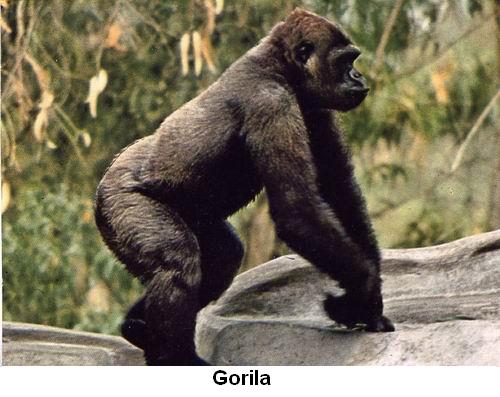 Gorila.jpg