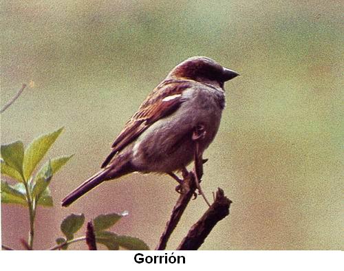 Gorrión.jpg