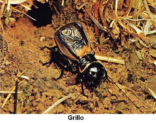 Grillo.jpg