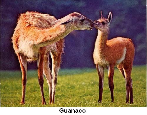 Guanaco.jpg