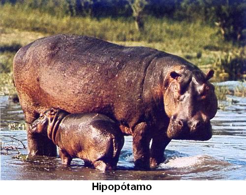 Hipopótamo.jpg