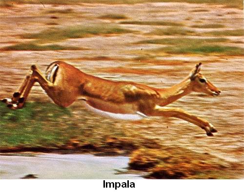 Impala.jpg