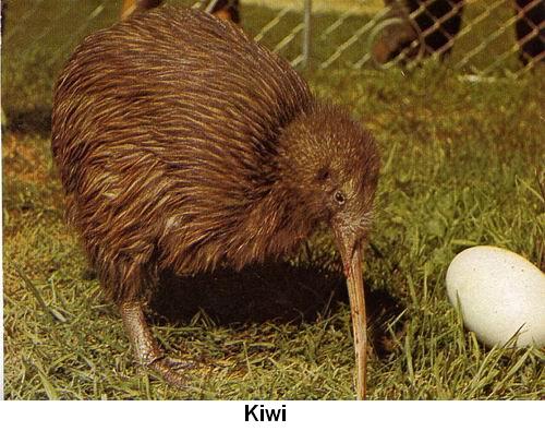 Kiwi.jpg
