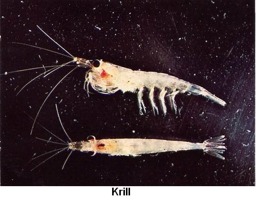 Krill.jpg
