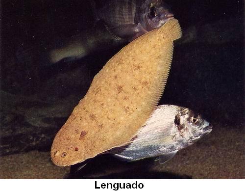 Lenguado.jpg