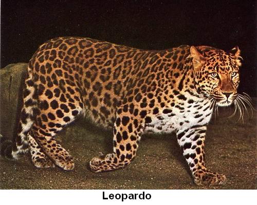 Leopardo.jpg