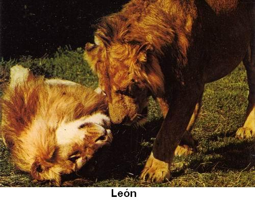 León.jpg