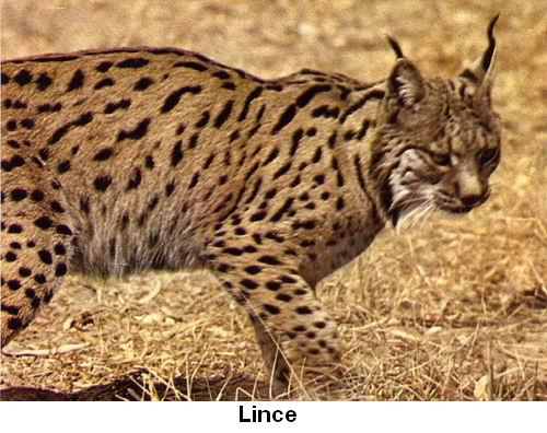 Lince.jpg