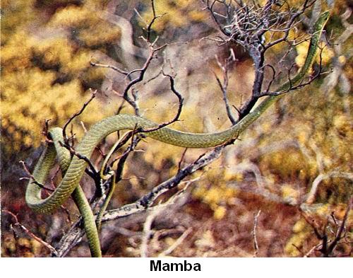 Mamba.jpg