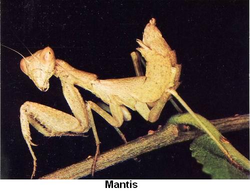 Mantis.jpg