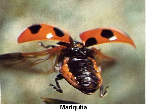 Mariquita.jpg