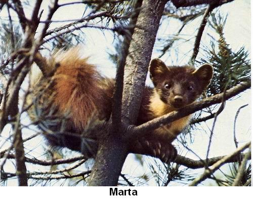 Marta.jpg