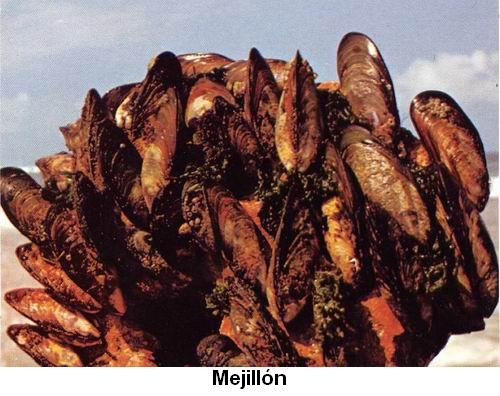 Mejillón.jpg