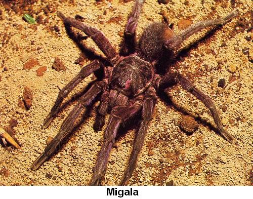 Migala.jpg